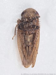 Paraphlepsius continuus