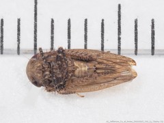 Paraphlepsius continuus