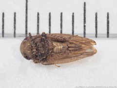 Paraphlepsius continuus