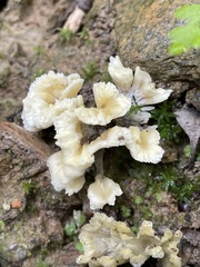 Thelephora vialis