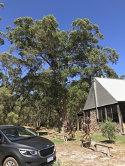 Eucalyptus diversicolor