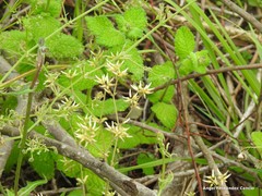 Cerastium ramosissimum