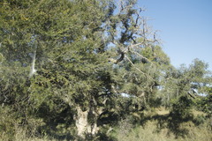 Ficus sycomorus sycomorus