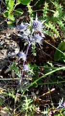 Eryngium dilatatum