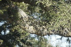 Ficus sycomorus sycomorus