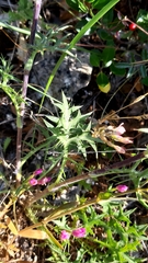 Eryngium dilatatum