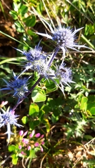 Eryngium dilatatum