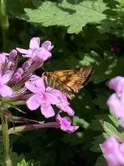 Polites peckius