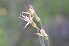 Leucocoryne alliacea