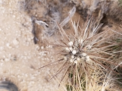 Grusonia kunzei