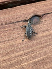 Ithycerus noveboracensis