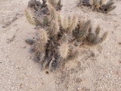 Grusonia kunzei