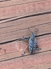 Ithycerus noveboracensis