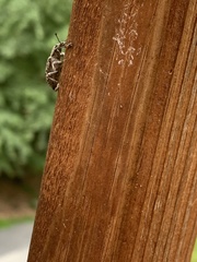 Ithycerus noveboracensis