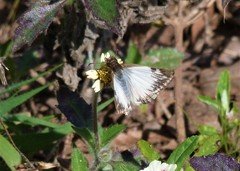 Heliopetes omrina