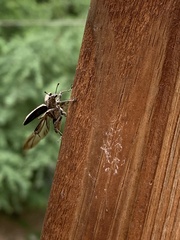 Ithycerus noveboracensis