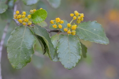 Azara serrata