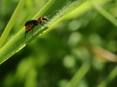 Axinotarsus pulicarius
