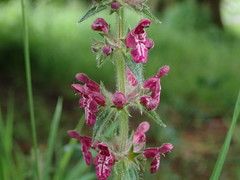 Stachys sylvatica