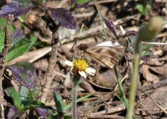 Heliopetes omrina