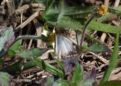 Heliopetes omrina