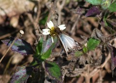 Heliopetes omrina