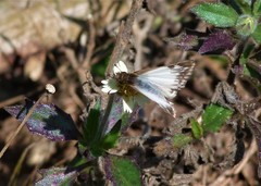 Heliopetes omrina