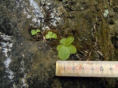 Pinguicula moranensis