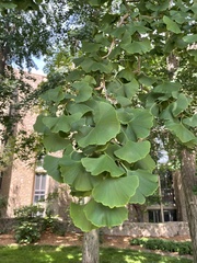 Ginkgo biloba