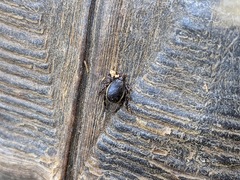 Hyalomma aegyptium