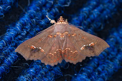 Lopharthrum comprimens