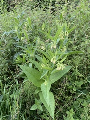 Symphytum officinale