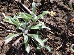 Hesperevax sparsiflora