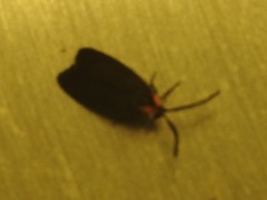 Acoloithus falsarius