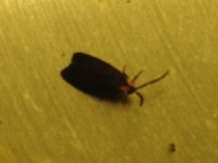 Acoloithus falsarius