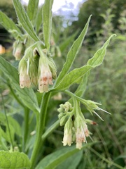 Symphytum officinale
