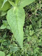 Symphytum officinale