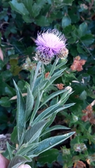 Cheirolophus sempervirens