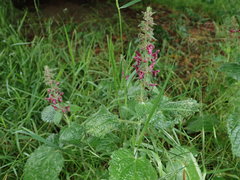 Stachys sylvatica