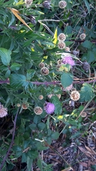 Cheirolophus sempervirens