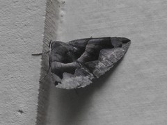 Gondysia