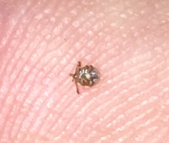 Amblyomma americanum