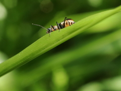 Axinotarsus pulicarius