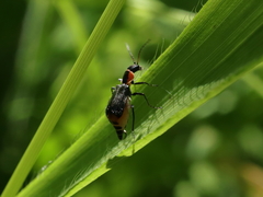 Axinotarsus pulicarius