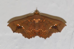 Lopharthrum comprimens