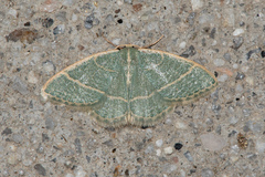 Chlorochlamys appellaria