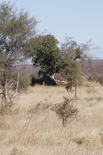 Large-leaved rock fig (Ficus abutilifolia)