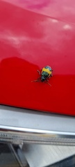 Chrysomelidae