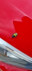 Chrysomelidae