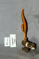 Cordyceps spegazzinii